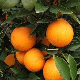 BeCitrusOnline's tweet photo. ¿Por qué comprar #naranjas online directamente a un #agricultor?
Es una decisión que va más allá de lo práctico; es un acto que apoya la #economía local y te conecta con lo mejor de la #naturaleza.

En @NaranjasVicente podrás comprar naranjas de mesa, de zumo, #limones... https://t.co/MV9ZXP182t