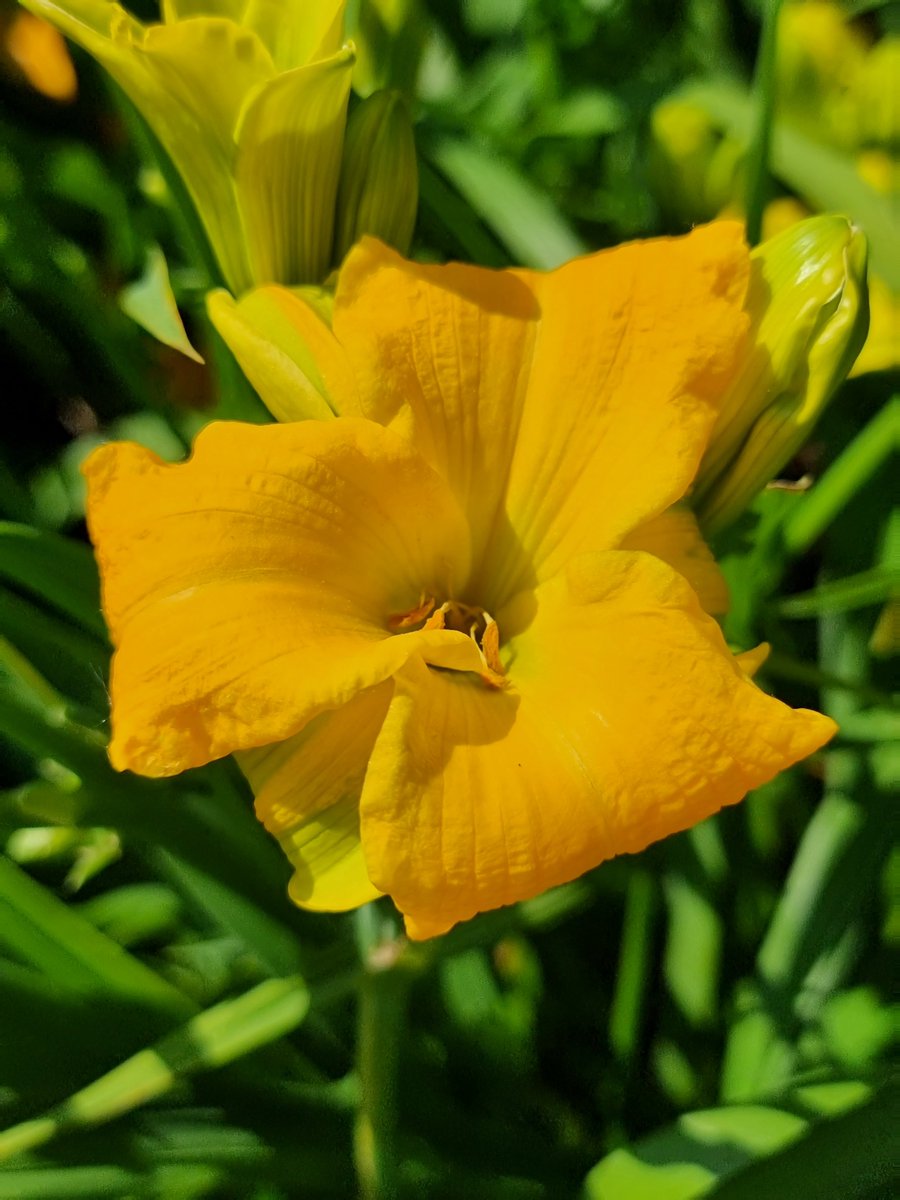 The term "game changer" gets thrown around a lot but this new daylily is the genuine article. Each flower blooms 4 to 6 days &amp; you can grow it this spring. I have the story here plus details of a major new plant trial for the Prairies: winnipegfreepress.com/arts-and-life/…
