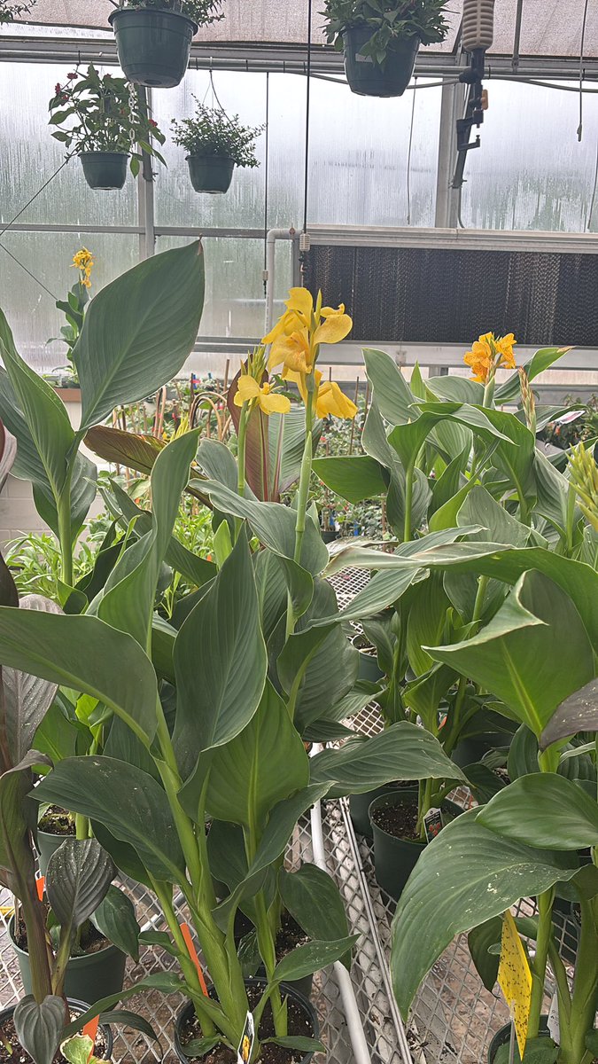 Apex FFA tweet media