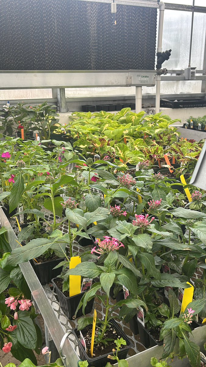 Apex FFA tweet media