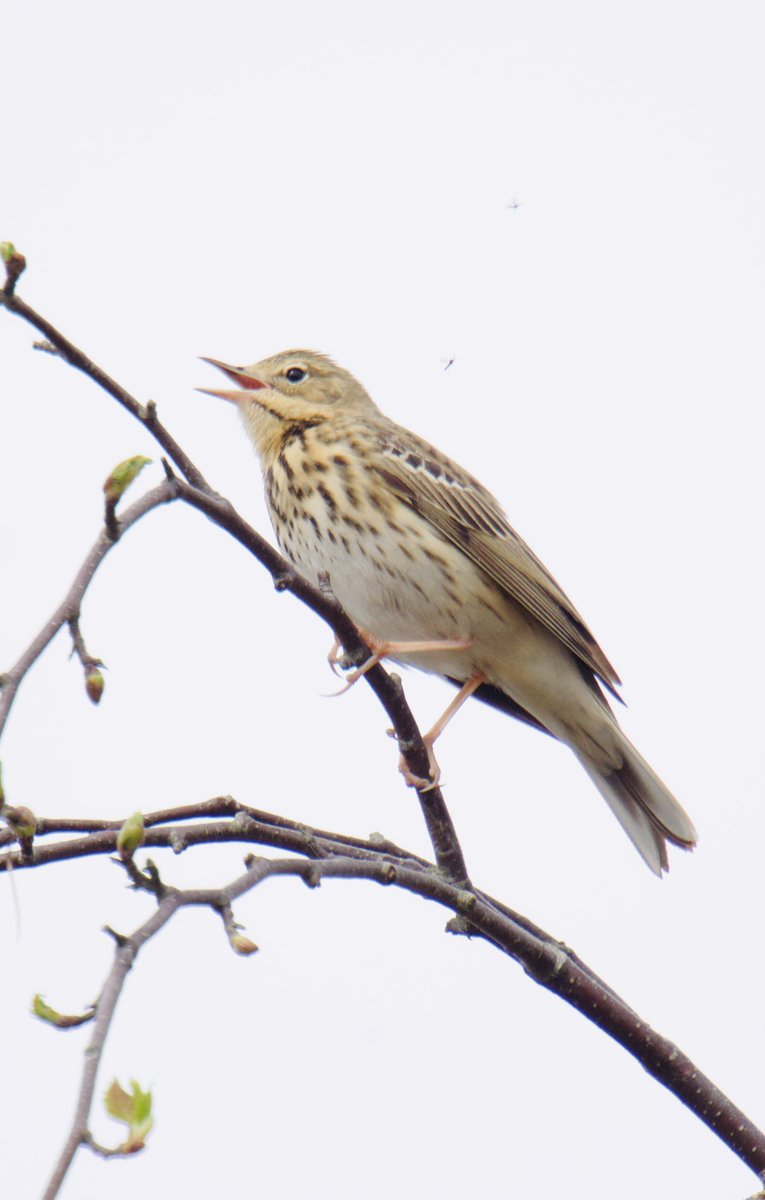 TimTim292's tweet photo. Tree pipit Ramshorn Down Devon @freebirdnewsuk @BirdTrack @RSPBbirders @dartmoornpa #TreePipit #BirdsSeenIn2025 #Devon #Dartmoor #Birds https://t.co/p0MV6Et8A8