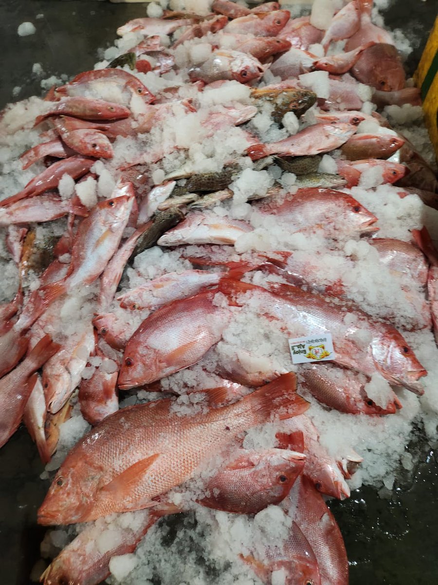 NovadaxSeafood's tweet photo. Straight Outta the Sea – Taste the Difference🐟 https://t.co/nBwy1PTGUW