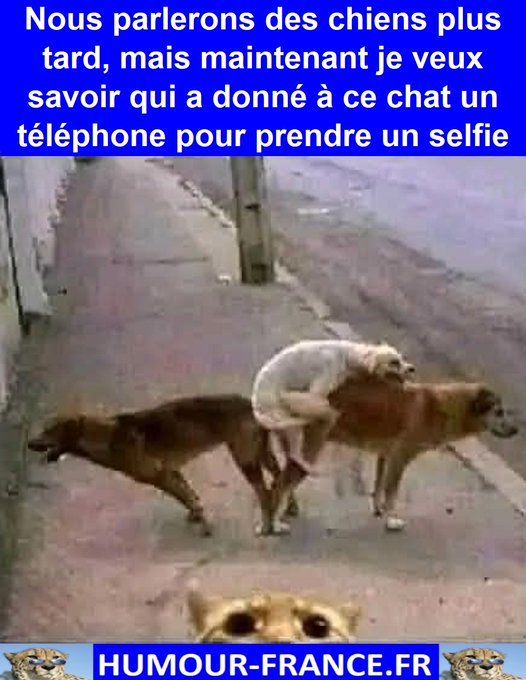 text alternatif