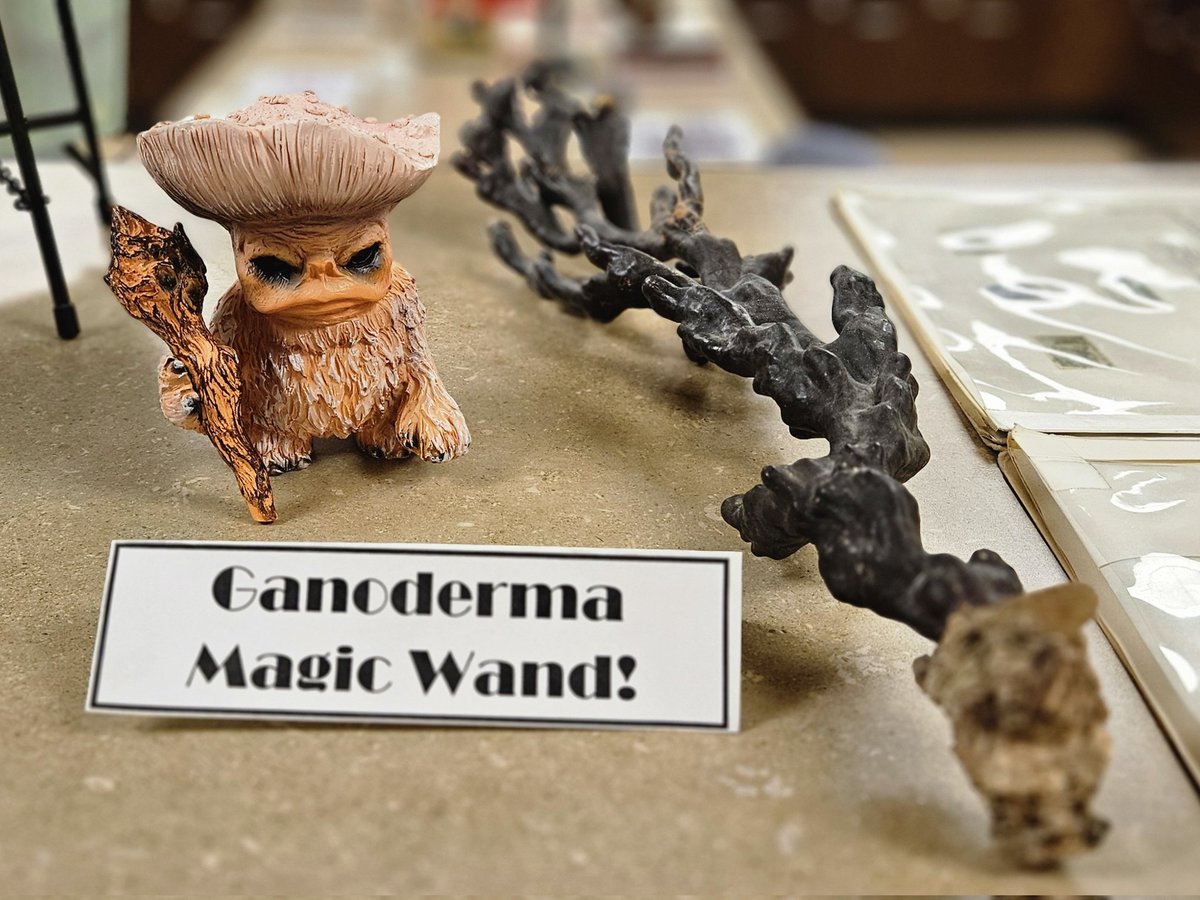 Rabern Simmons, PhD π¬π§π (@drrabern) on Twitter photo Kriethur the Shroom declares, "#PurdueSpringFest is open!"
π§πͺπ
Come visit the <a href="/PurdueBPP/">Purdue BPP</a> #Herbaria at Site 11!
Visit purdue.ag/springfest for more! <a href="/PurdueAg/">Purdue Agriculture</a> Kriethur the Shroom declares, "#PurdueSpringFest is open!"
π§πͺπ
Come visit the <a href="/PurdueBPP/">Purdue BPP</a> #Herbaria at Site 11!
Visit purdue.ag/springfest for more! <a href="/PurdueAg/">Purdue Agriculture</a>