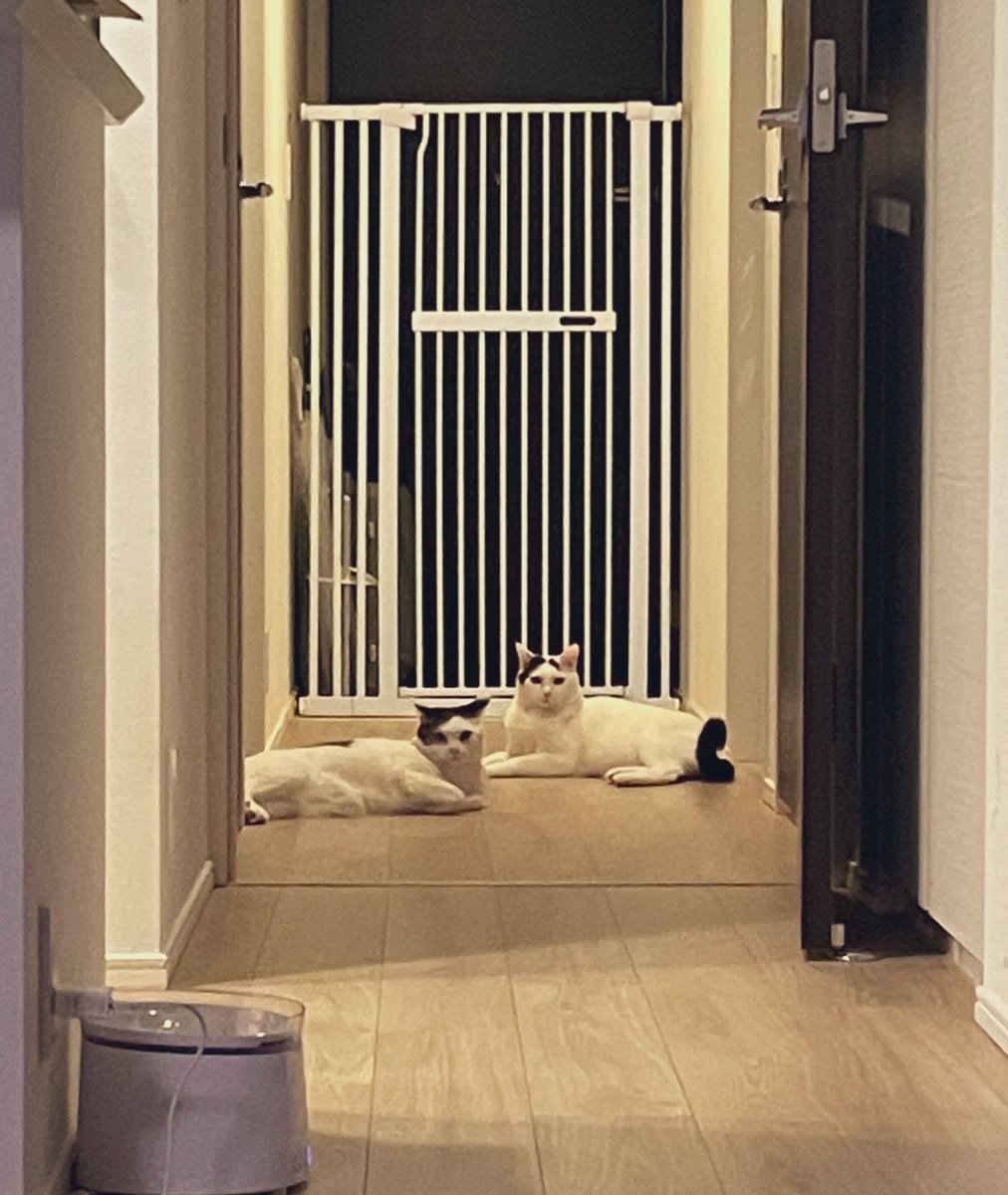 takei_cat's tweet photo. https://t.co/g8qg4EGzRX