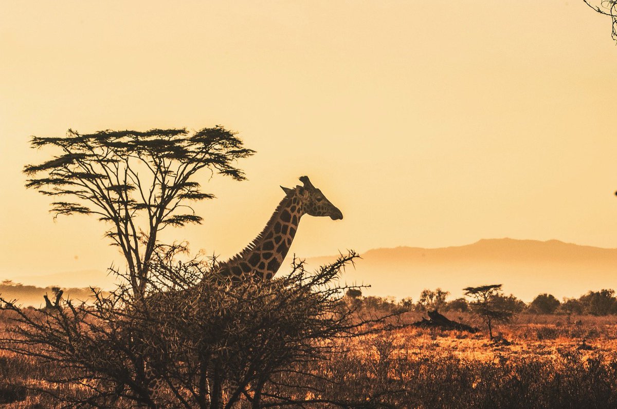 For the love of it 💚🍀
<a href="/Legends/">Legends</a> <a href="/Jesa/">jesa</a> 
#sustainabletourismke #NatureLovers