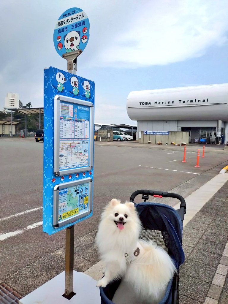 pomewako0715's tweet photo. 旅行1日目。
おかげ横丁の次はイルカ島へ。
アシカやイルカ��間近で観れて可愛かったです😆
#ポメラニアン https://t.co/xeEZ00yxXz