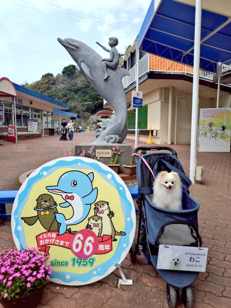 pomewako0715's tweet photo. 旅行1日目。
おかげ横丁の次はイルカ島へ。
アシカやイルカ��間近で観れて可愛かったです😆
#ポメラニアン https://t.co/xeEZ00yxXz
