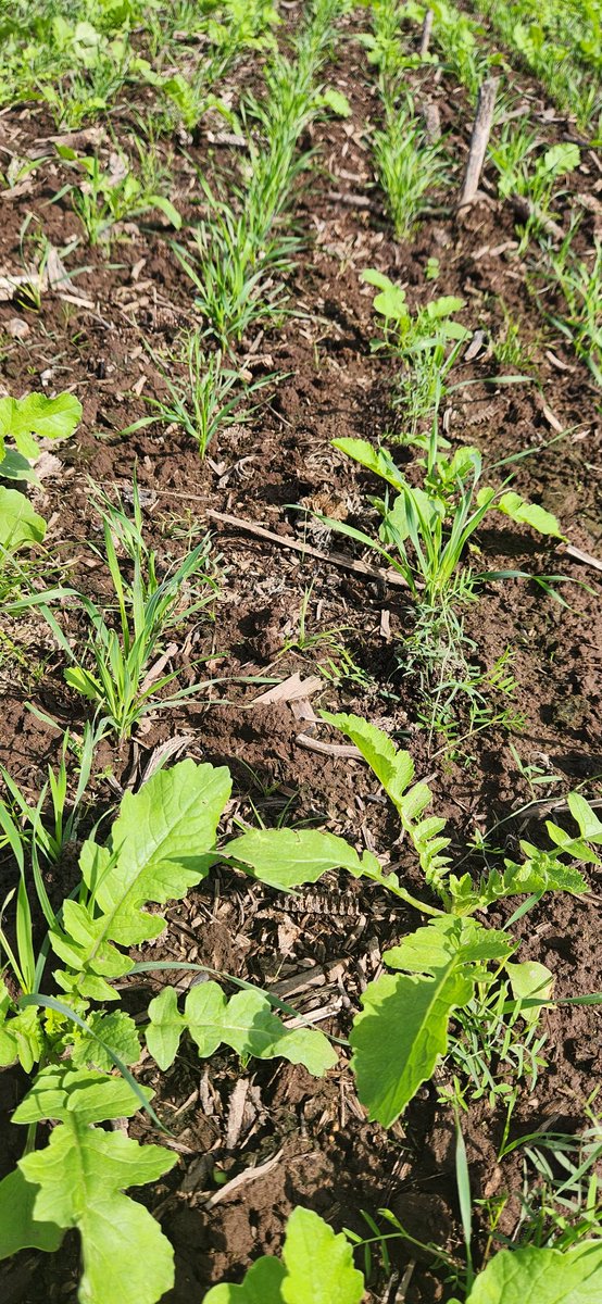 Mas de #cultivosdeservicios, ahora sobre girasol que luego va a maíz tardío, suelo clase Ip 45. Avena + vicia villosa + rabanito. Objetivo 20/9 llegar a 4000 kg MS aerea 
<a href="/PrensaUNLPam_ok/">UNLPam</a> #AGSUS