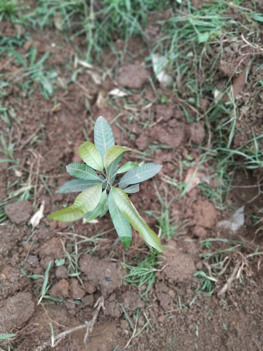 Today 12th April 2025, LEO Club of Mak took part in a tree planting activity around Makerere Nkrumah, promoting environmental sustainability and beautifying our campus. We planted trees to create a greener space for future generations. Thanks to all members who participated.