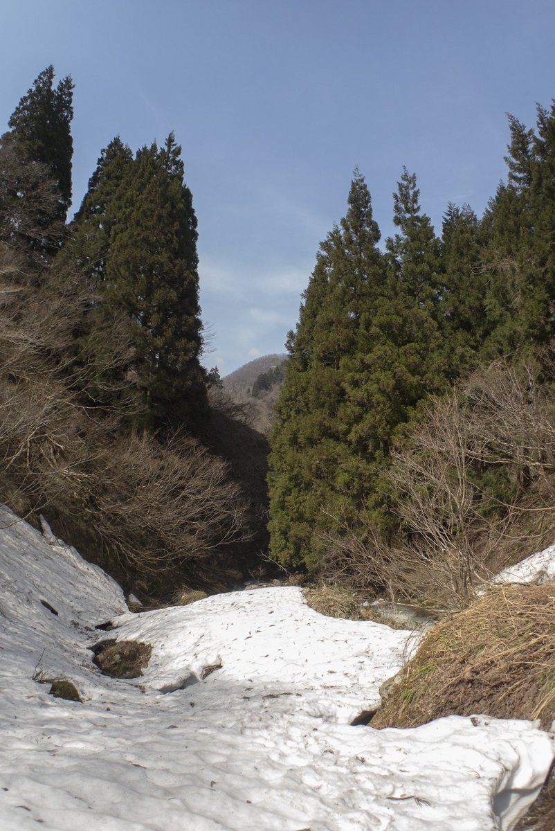 shiroihata's tweet photo. 山の様子を見てきた、解禁ならず。
なんの成果も得られませんでした。
今年はまだまだ雪が残っているし小渓流でも水量が多い。2週間早かったか。 https://t.co/6o10oT4jgN
