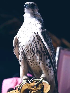 الكريم أكثر من يحس دايم بالقصور 
والبخيل أكثر من يعيش دور المرجلة