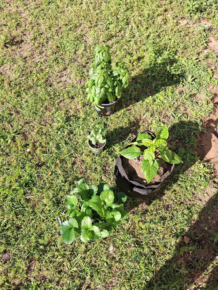 Obey13Omm's tweet photo. Moor planting activities, adding some moor herbs and fruits into the garden spaces. Basil, strawberry 🍓 and watermelon 🍉 https://t.co/F9PBG3GP8F
