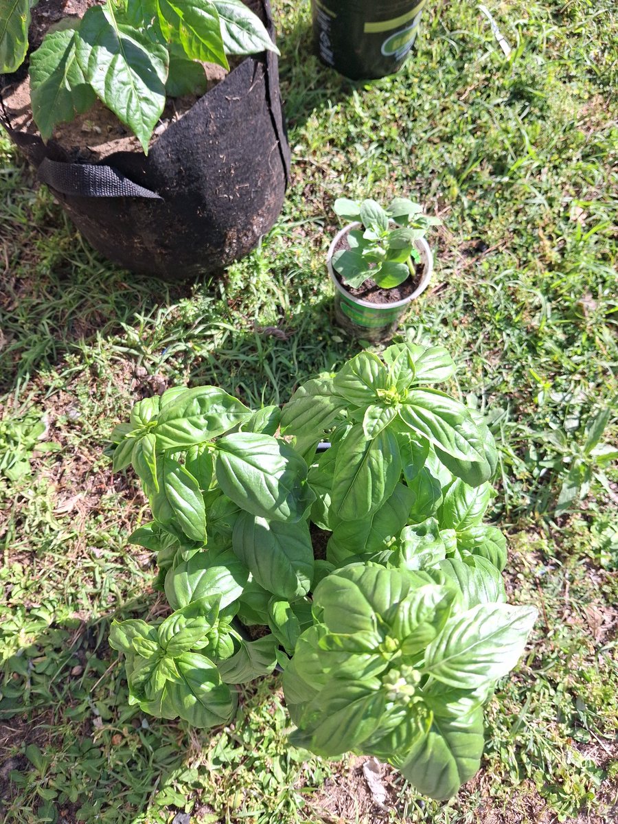 Obey13Omm's tweet photo. Moor planting activities, adding some moor herbs and fruits into the garden spaces. Basil, strawberry 🍓 and watermelon 🍉 https://t.co/F9PBG3GP8F