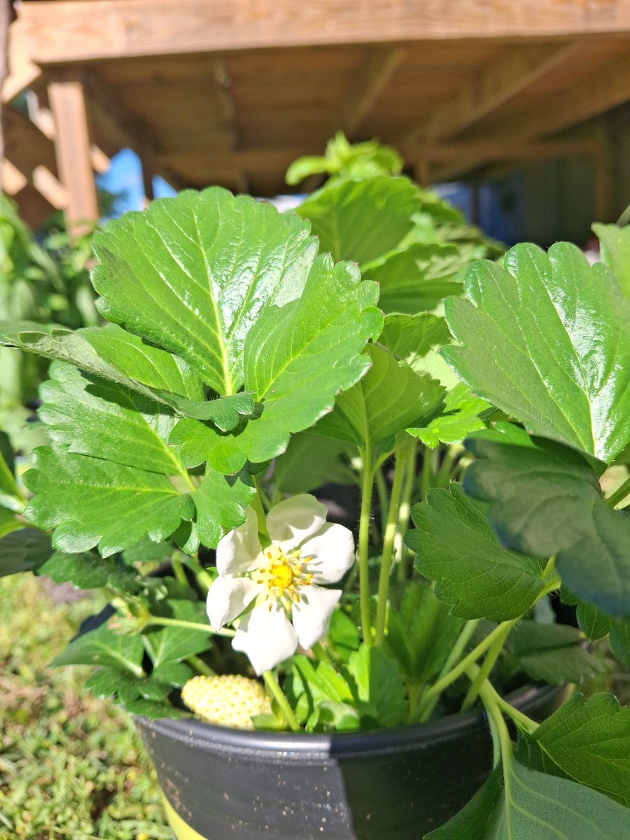 Obey13Omm's tweet photo. Moor planting activities, adding some moor herbs and fruits into the garden spaces. Basil, strawberry 🍓 and watermelon 🍉 https://t.co/F9PBG3GP8F