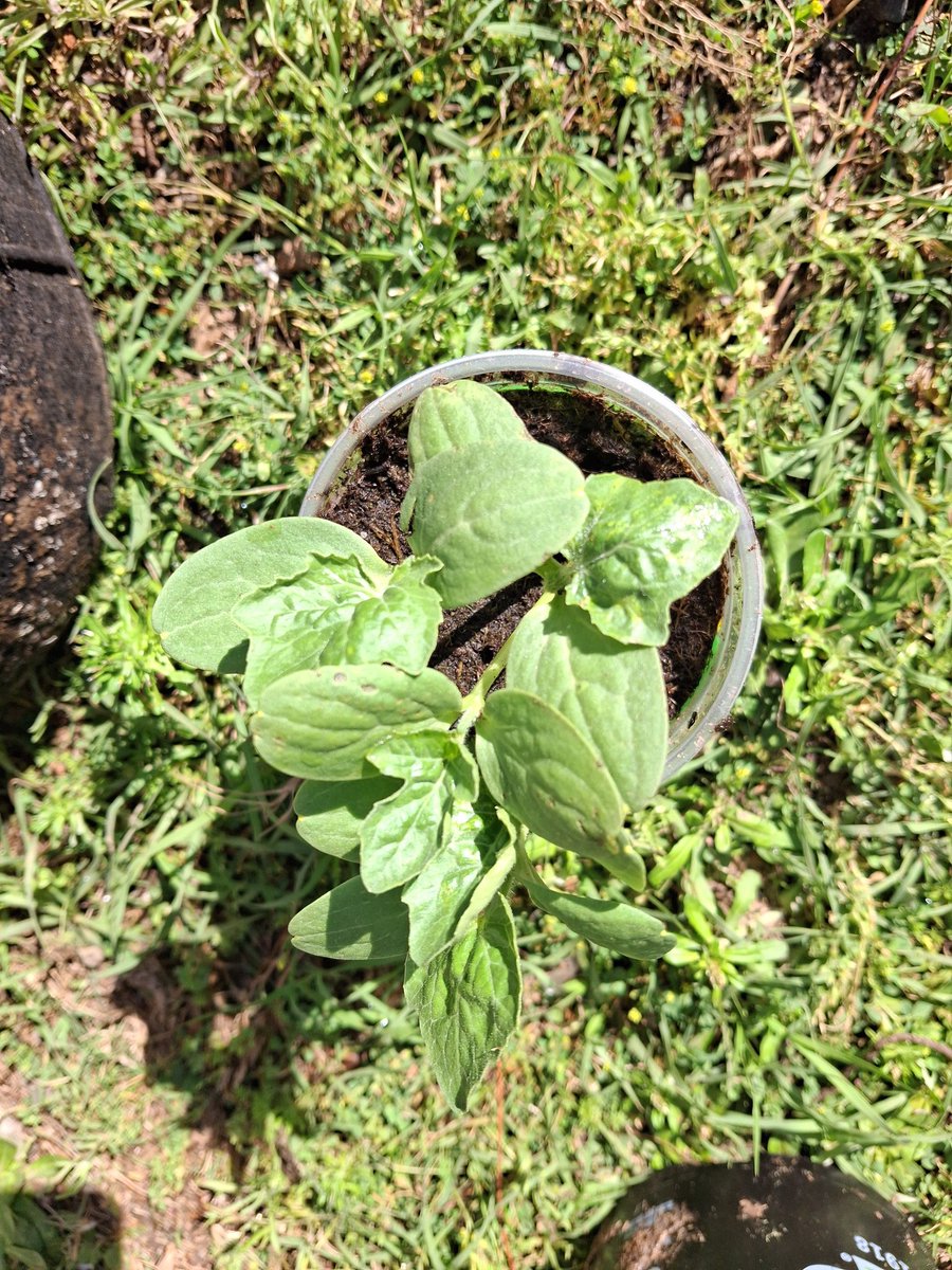Obey13Omm's tweet photo. Moor planting activities, adding some moor herbs and fruits into the garden spaces. Basil, strawberry 🍓 and watermelon 🍉 https://t.co/F9PBG3GP8F