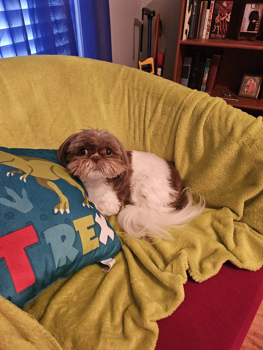 ugotdebbie's tweet photo. Look woman!! No puparazzi! It's #SaturdaySleepIn and I'm just tryin' to get a nap!! https://t.co/tPcQfiAZH9