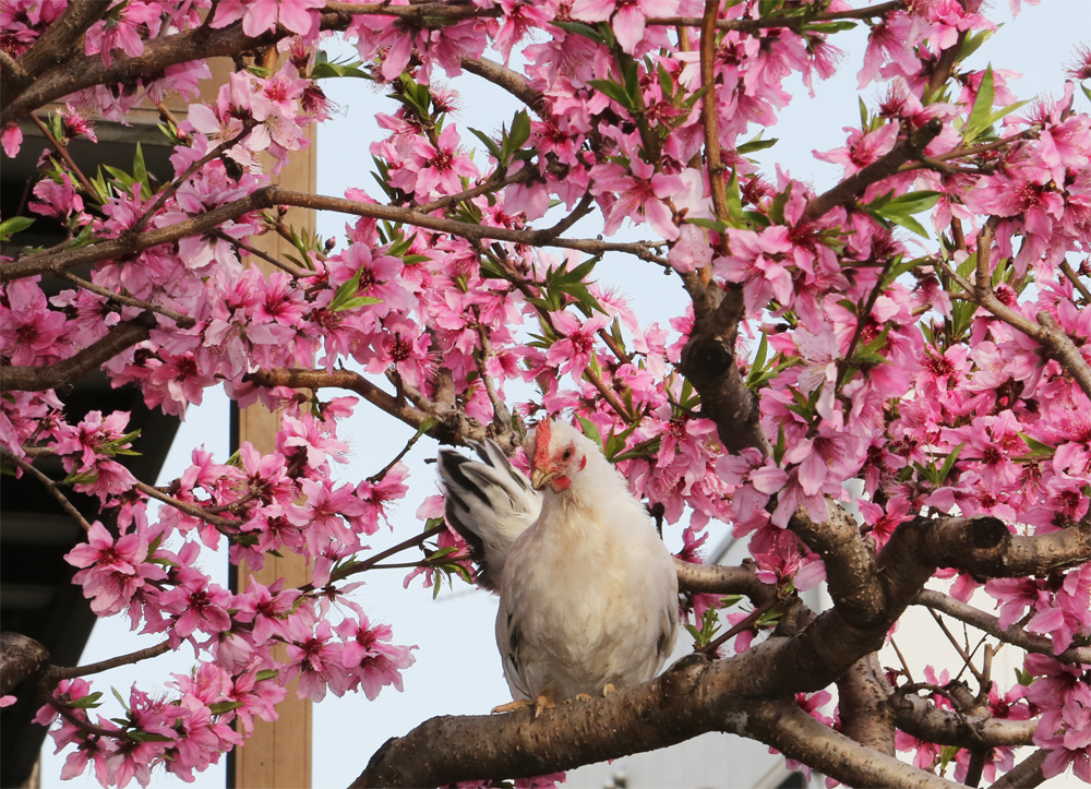 kiba_tan's tweet photo. 春の花の写真で
「梅に鶯」というか「梅にメジロ」を撮りたいな
と思っていたけど

結果として撮れたのは・・・
「桃に鶏」
とか
「桜にインコ」。

これはこれで面白いとは思うんだけど。

水色のセキセイインコは
どこかの飼い鳥が逃げたのでは？
探してる飼い主さん居るかな？ https://t.co/egvG46TEPL