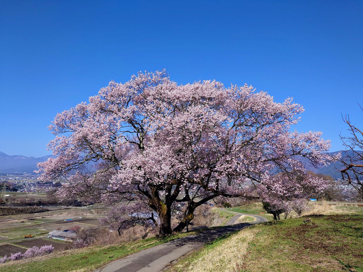 桜の季節です。
＃桜
