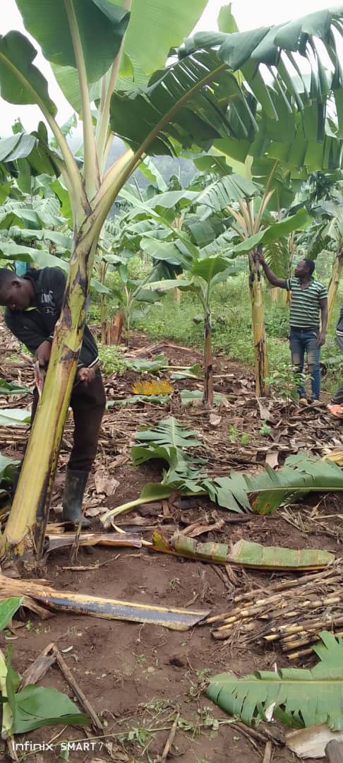 (RYVCP) MUTENDERI YOUTH VOLUNTEERS (@mutenderiv) on Twitter photo Muri iki gihe cyo kwibuka ku nshuri ya 31 Jenoside yakorewe Abatutsi mu 1994, Mu tugali tugize <a href="/Mutenderi_Sect/">Mutenderi sector</a> urubyiruko rwa <a href="/MutenderiV/">(RYVCP) MUTENDERI YOUTH VOLUNTEERS</a> rukomeje kwifatanya n' abaturarwanda, mu miganda no kuremera Abarokotse Jenoside yakorewe Abatutsi mu 1994.
#Kwibuka31 #KwibukaTwiyubaka Muri iki gihe cyo kwibuka ku nshuri ya 31 Jenoside yakorewe Abatutsi mu 1994, Mu tugali tugize <a href="/Mutenderi_Sect/">Mutenderi sector</a> urubyiruko rwa <a href="/MutenderiV/">(RYVCP) MUTENDERI YOUTH VOLUNTEERS</a> rukomeje kwifatanya n' abaturarwanda, mu miganda no kuremera Abarokotse Jenoside yakorewe Abatutsi mu 1994.
#Kwibuka31 #KwibukaTwiyubaka