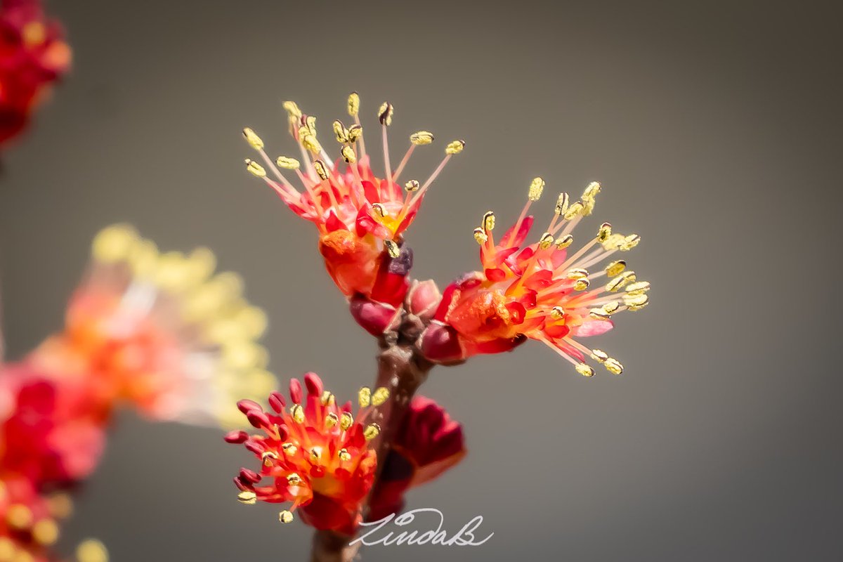 LSBofEBB's tweet photo. Ahhh Spring
The Maple Trees are budding, and their buds are so pretty! Have a great weekend! 
#mapletree #springbuds #spring #natureloversgallery #itsinthedetails #thesimplethings  #BeautyInEveryBit #rhodeisland #naturewalk #americathebeautiful #saturday https://t.co/aqVMr63V0s