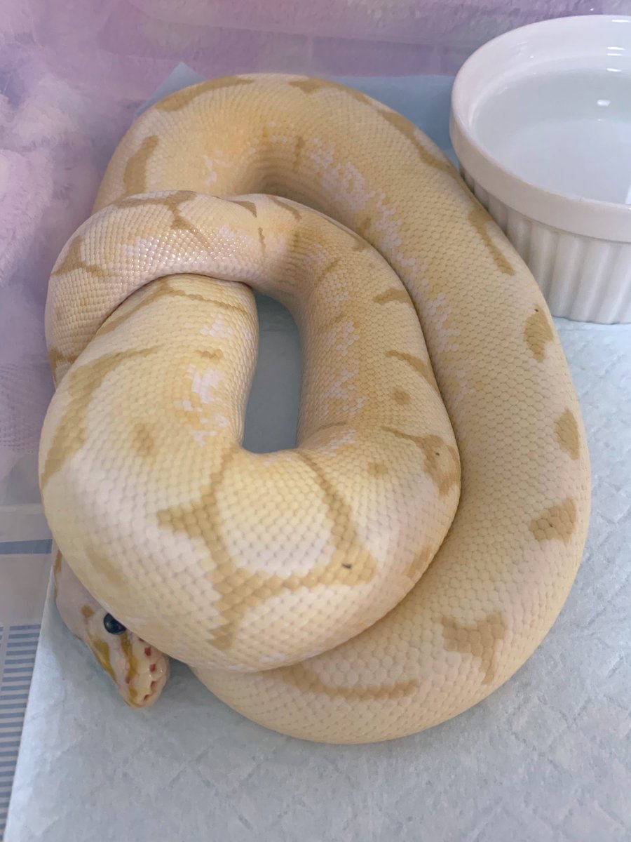BLACK00DEATH's tweet image. 日向の寝方😴💛

スパイダーあるあるやねぇ🐍

#ボールパイソン
#バナナバンブルビーhetパイド