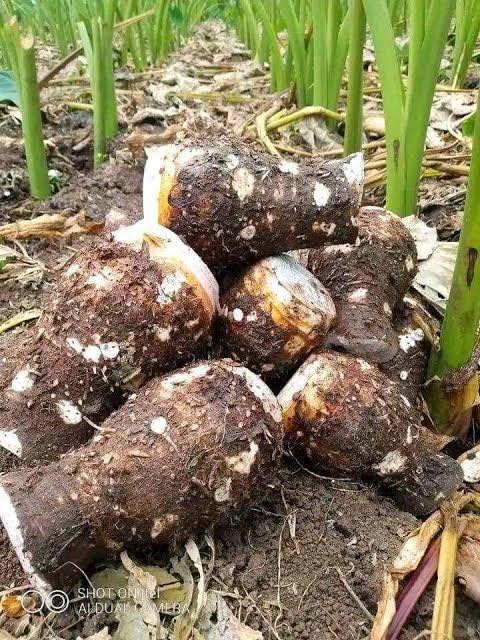 demi_farm's tweet image. nduma seedlings or Arrow root seedlings 

Nduma is a common delicacy in Kenya common with breakfast.

It's time to utilize the rains and grow some during at home.

Suckers now available 0768494209

#nduma #arrowroots #seedlings