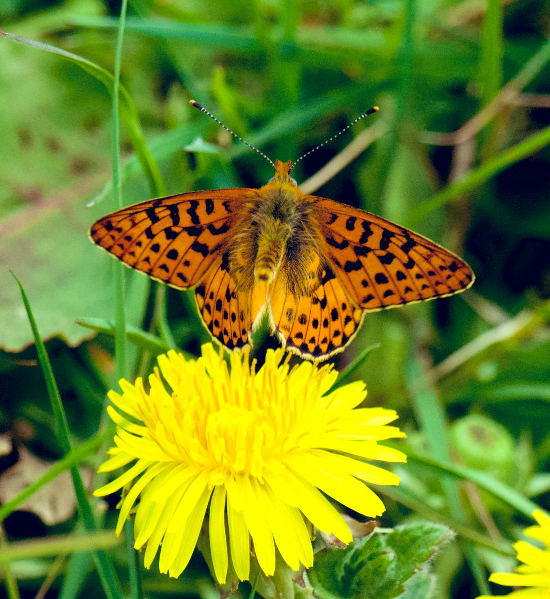 TimTim292's tweet photo. Pearl Bordered Fritillary active Dartmoor 12/4/25 @dartmoornpa @devonbutterflys @savebutterflies @DevonWildlife #PearlBorderedFritillary #Devon #Butterflies #Dartmoor https://t.co/3JasH0lSMu