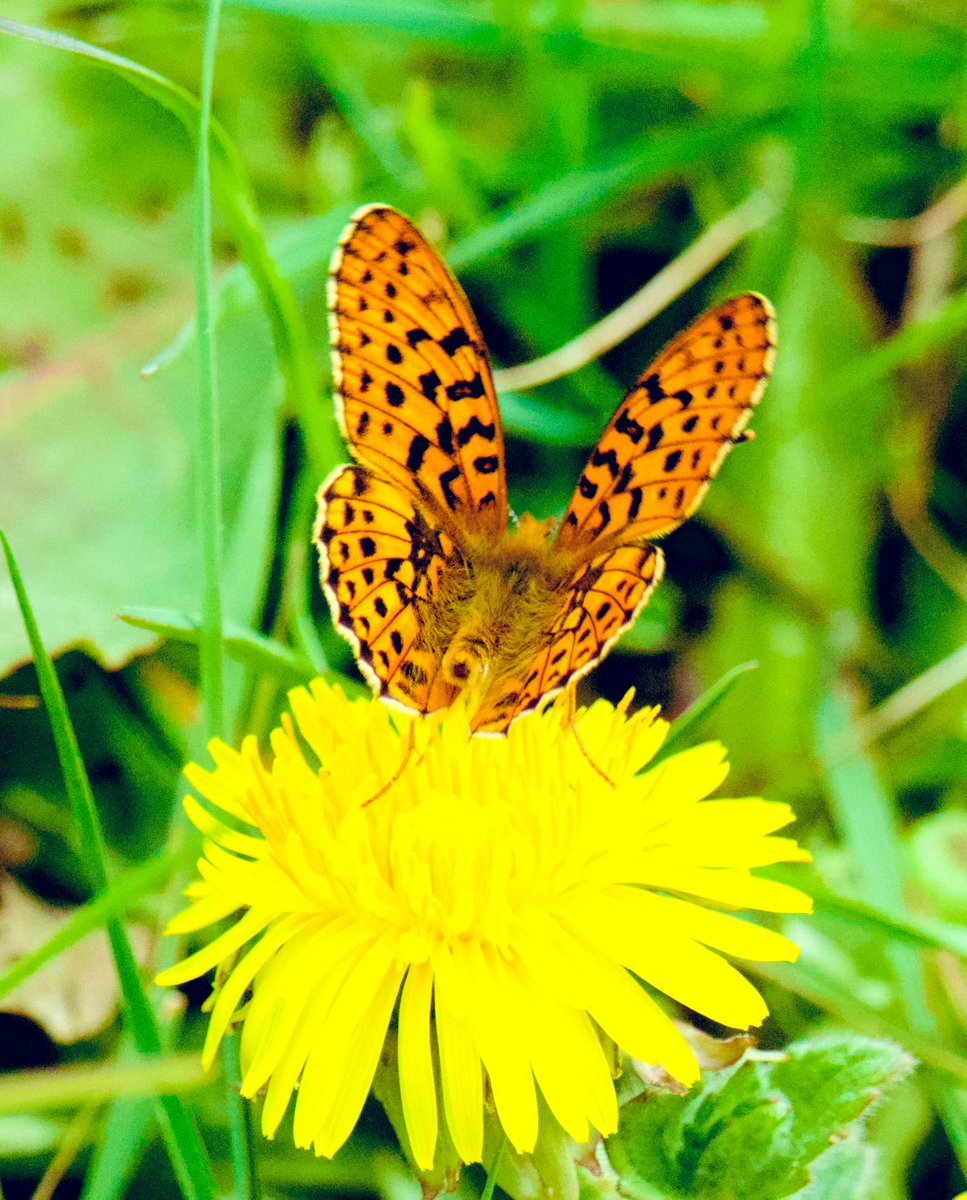 TimTim292's tweet photo. Pearl Bordered Fritillary active Dartmoor 12/4/25 @dartmoornpa @devonbutterflys @savebutterflies @DevonWildlife #PearlBorderedFritillary #Devon #Butterflies #Dartmoor https://t.co/3JasH0lSMu