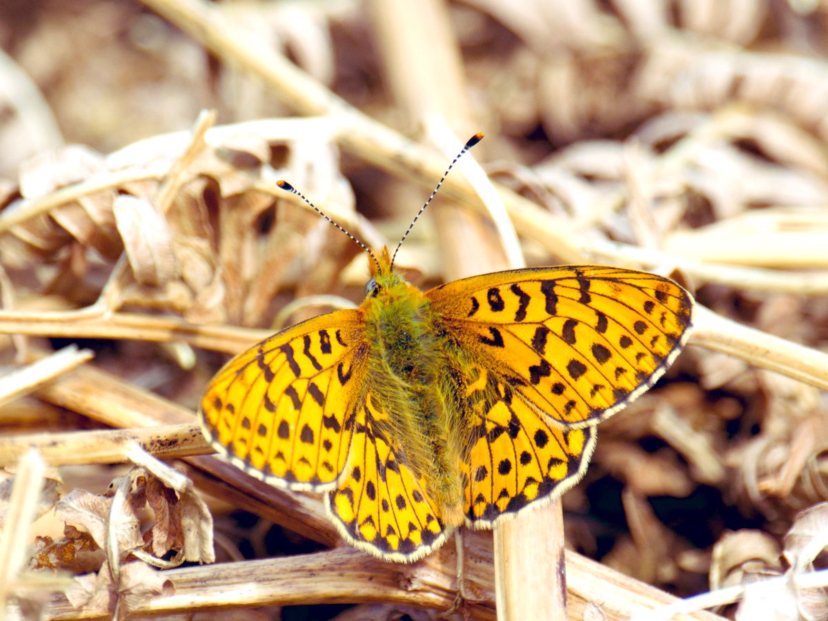 TimTim292's tweet photo. Pearl Bordered Fritillary active Dartmoor 12/4/25 @dartmoornpa @devonbutterflys @savebutterflies @DevonWildlife #PearlBorderedFritillary #Devon #Butterflies #Dartmoor https://t.co/3JasH0lSMu