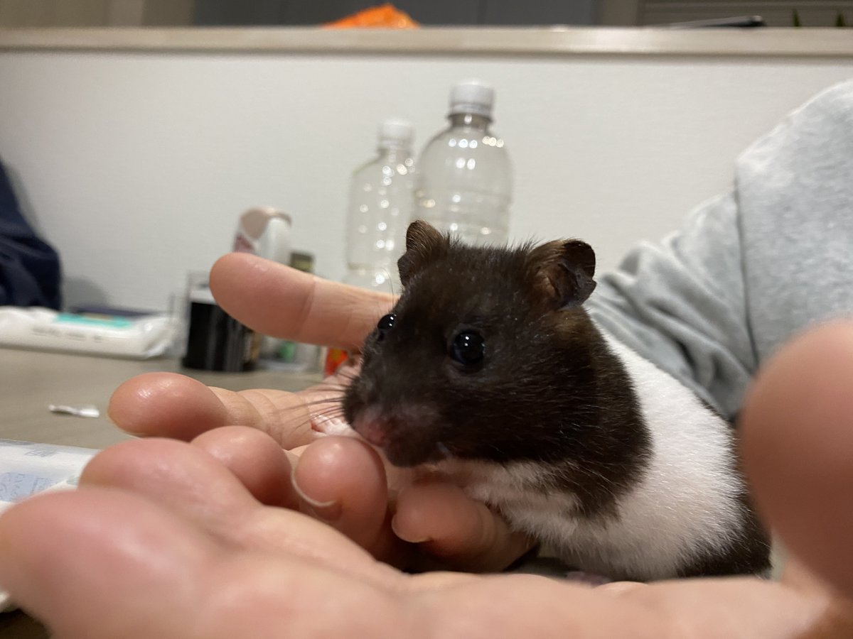 みみこ (@mimiko_co) / X