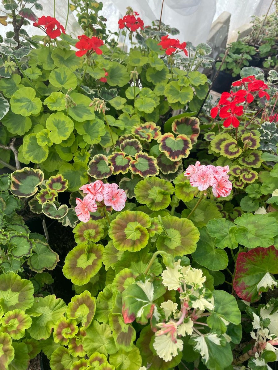 growingcrazy_uk's tweet photo. We are getting stuck into tidying up our mother plants in the stock greenhouse - we started with our coloured leaved varieties which are putting on such a really good display!!

#pelargonium #gardening #plants #plantsmakepeoplehappy #pelly #pellymania #geranium #greenhouse https://t.co/ISHc8kGEht