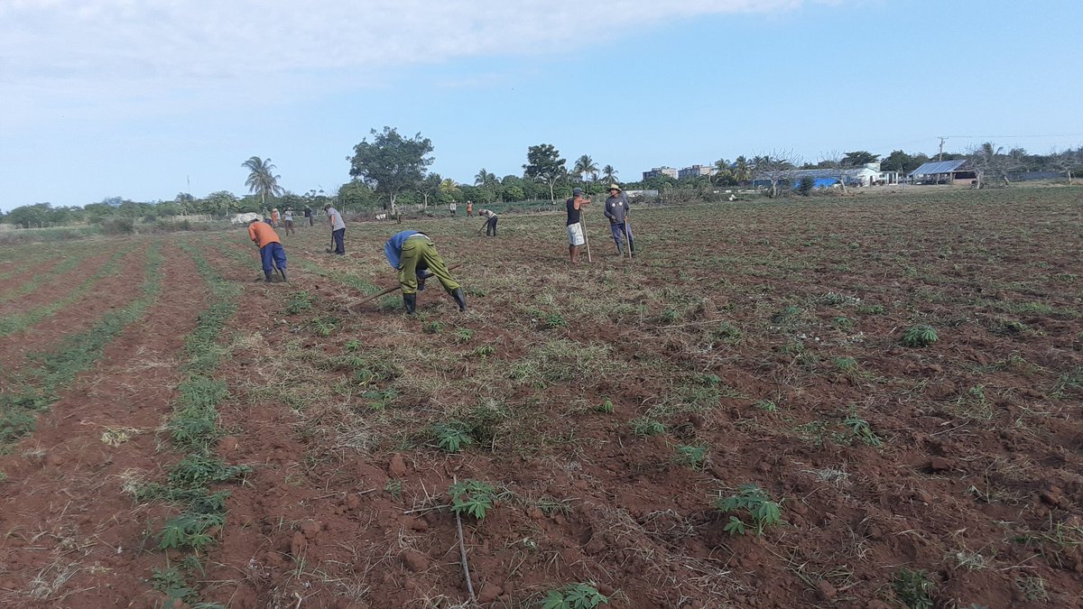AdrinValeraPre2's tweet photo. La producción de alimentos es prioridad para los pobladores del consejo popular 7 de Becerra.
#PorLasTunasLaVictoria #TareasDeGrandes 
#PorCubaJuntoCreamos https://t.co/z1lnKrjfIH