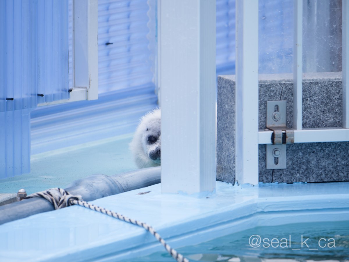 seal_k_ca's tweet photo. よう仔🥰 https://t.co/kSJaQdimPO