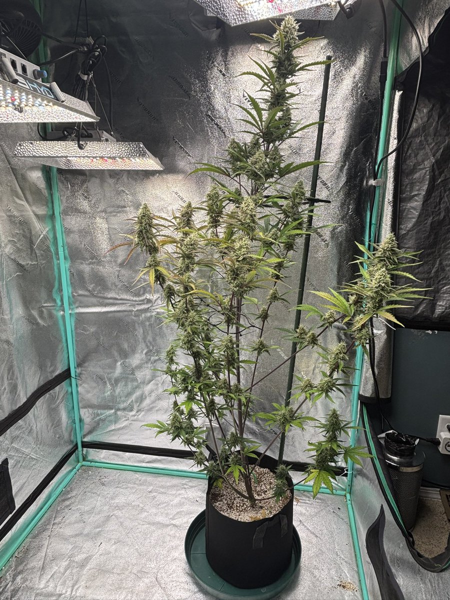 billsbud's tweet photo. Day 52 for the Strawberry Gorilla autos by @Fast_Buds The big one is just a little under 6ft tall. https://t.co/hceFa7RQxP