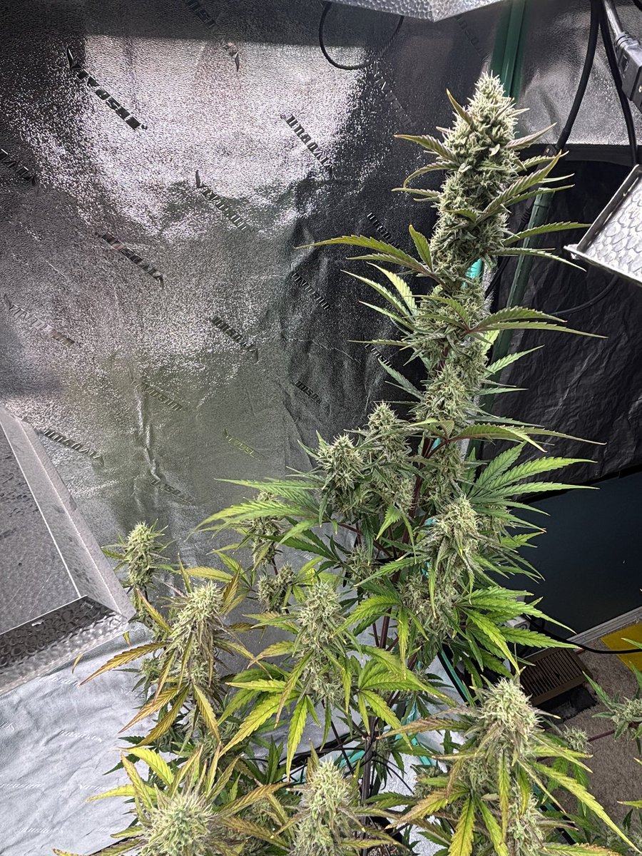 billsbud's tweet photo. Day 52 for the Strawberry Gorilla autos by @Fast_Buds The big one is just a little under 6ft tall. https://t.co/hceFa7RQxP