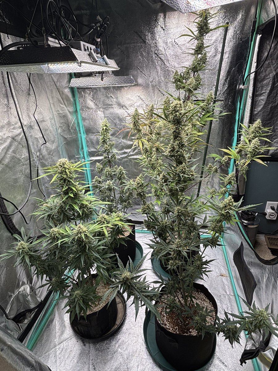 billsbud's tweet photo. Day 52 for the Strawberry Gorilla autos by @Fast_Buds The big one is just a little under 6ft tall. https://t.co/hceFa7RQxP
