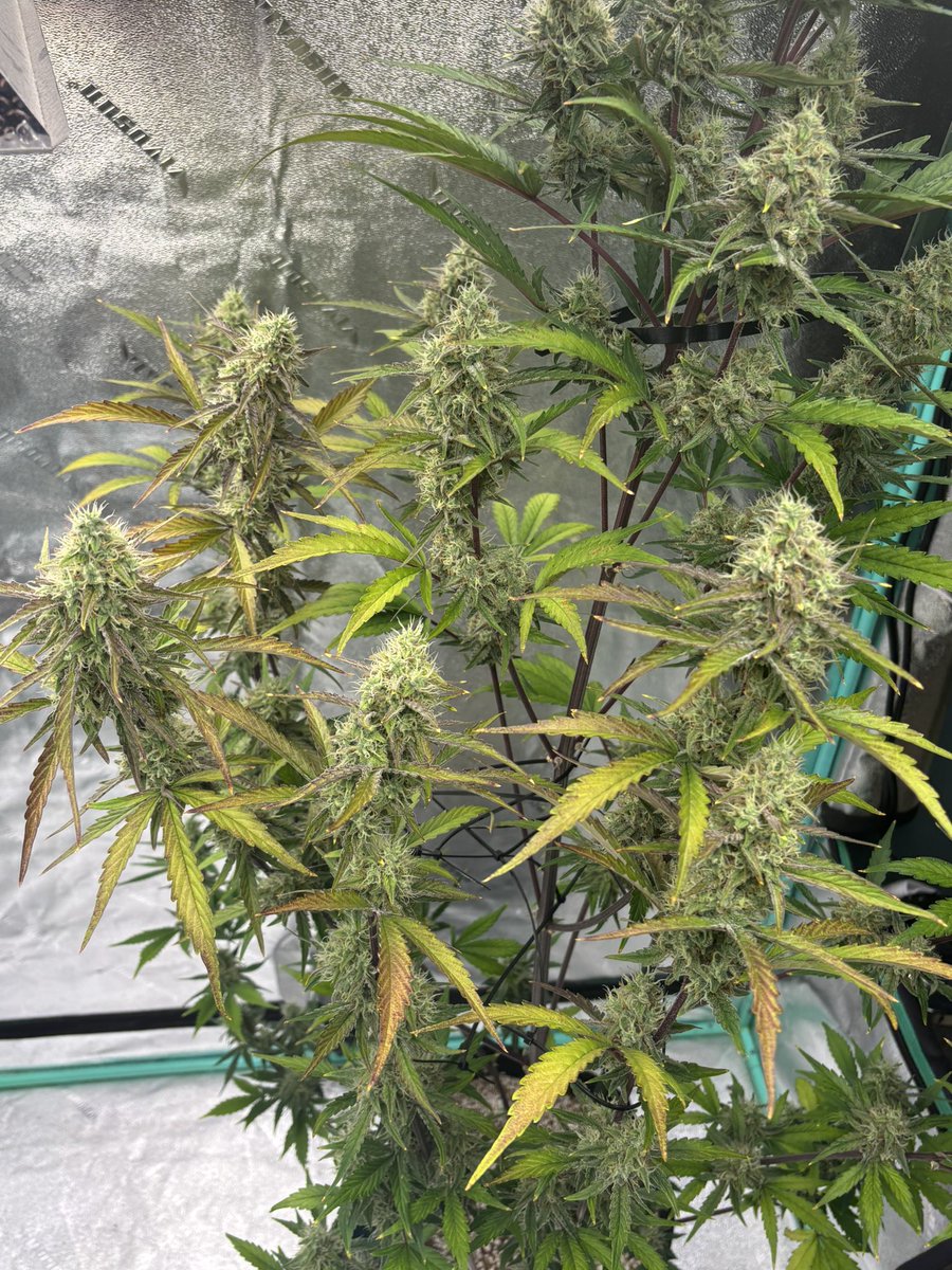 billsbud's tweet photo. Day 52 for the Strawberry Gorilla autos by @Fast_Buds The big one is just a little under 6ft tall. https://t.co/hceFa7RQxP