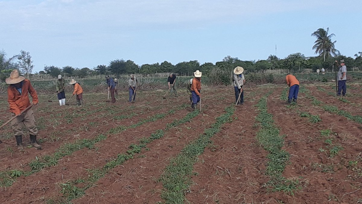 La producción de alimentos es prioridad para los pobladores del consejo popular 7 de Becerra.
#PorLasTunasLaVictoria #TareasDeGrandes 
#PorCubaJuntoCreamos