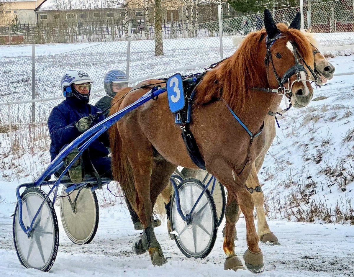 Huima Hybridi (Tähen Toivomus-Juuli Milleri-Sipori) #ravit