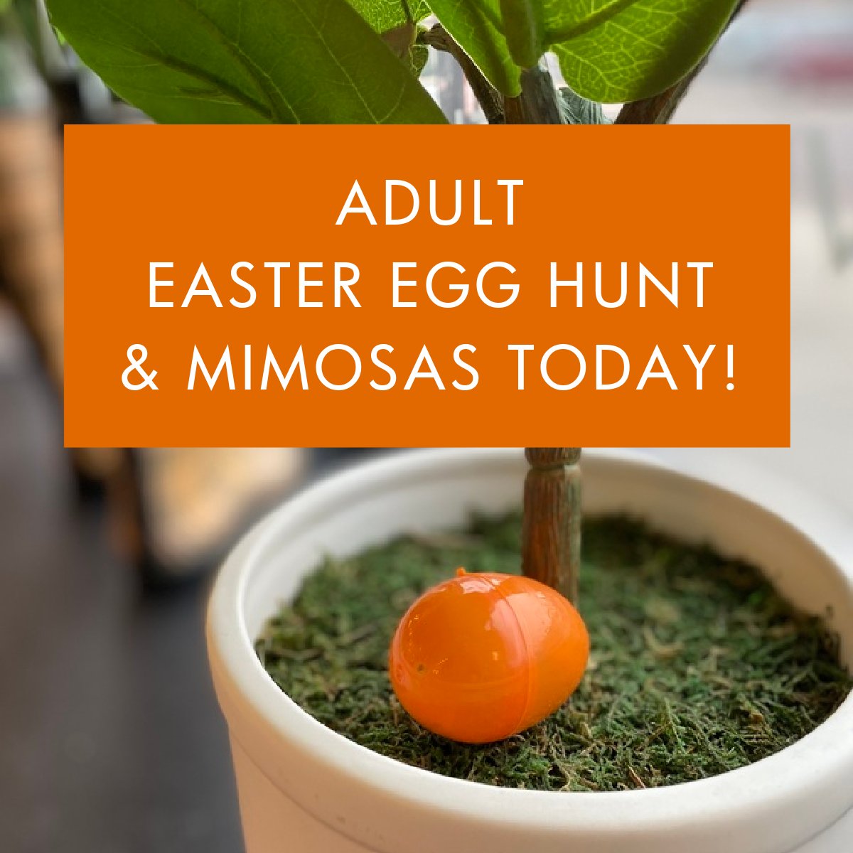 NoteologyFrag's tweet image. The Adult Easter Egg Hunt 𝗦𝗧𝗔𝗥𝗧𝗦 𝗡𝗢𝗪!
⁠
Swing by from 10-4 and have some fun with us! We hid over 125 eggs around the shop. Pick your egg and you get the prize inside! You might even find the golden ticket! 💰️⁠
⁠
⁠#scranton #adultfun #Noteology #thismustbetheplace