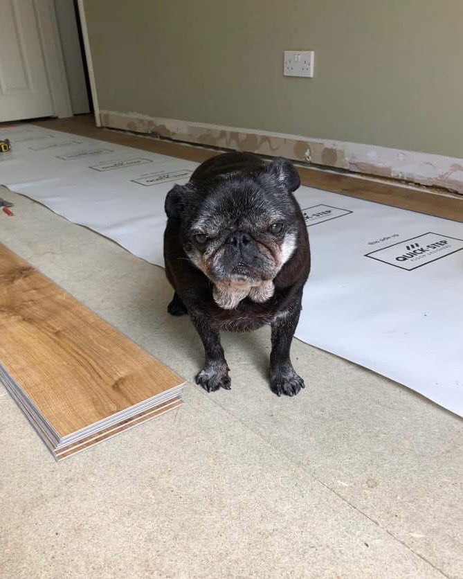 This is Bob. He has appointed himself flooring supervisor, due to the fact that he is the closest to it. 12/10 #SeniorPupSaturday (FB: Grace Chambers)