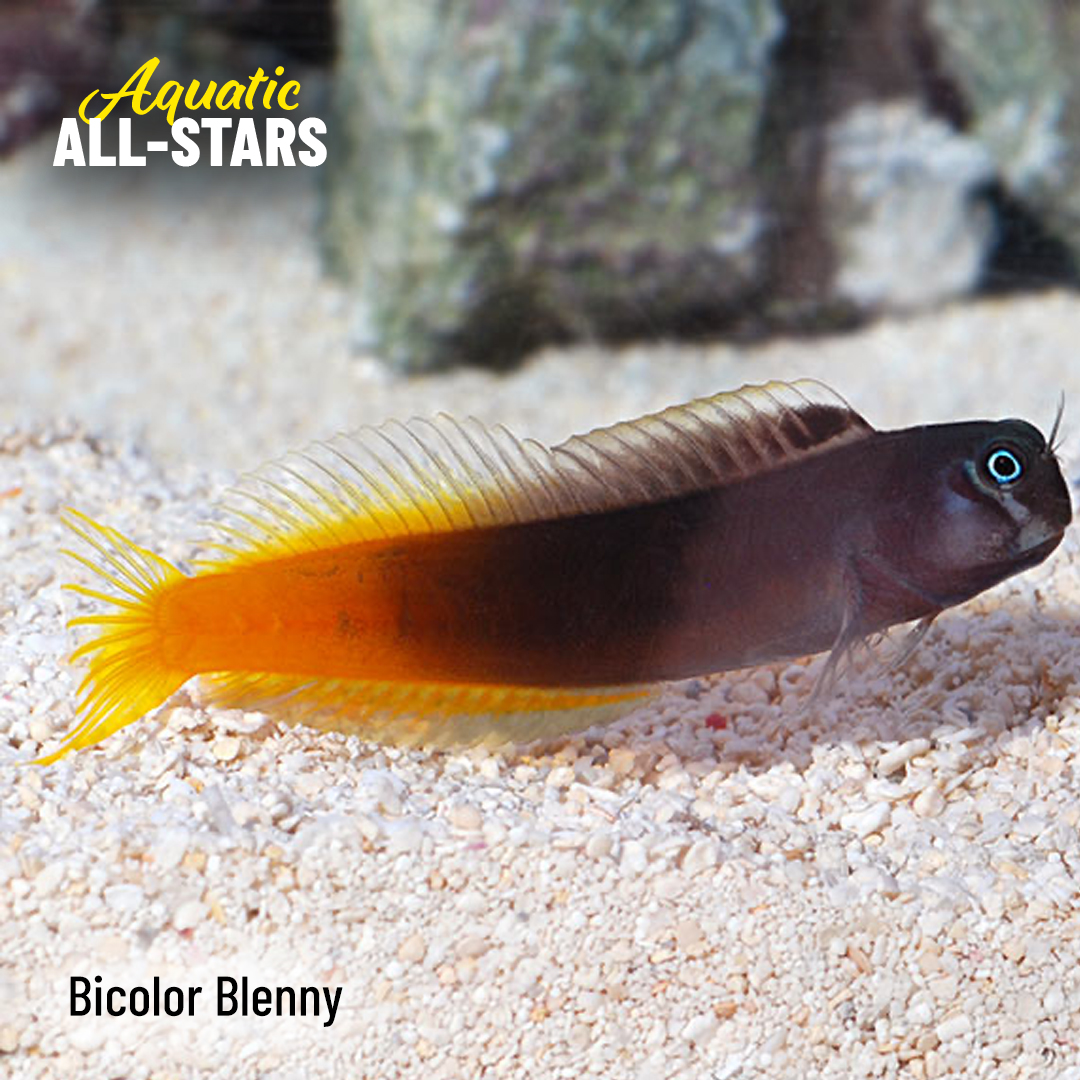LiveAquaria's tweet photo. Shop customer favorites with a proven track record. LiveAquaria® customers can’t get enough of these saltwater and freshwater species. See them at the link.
https://t.co/plMAfFqwnP
#saltwater #freshwater #reef #reefsafefish #aquaticlife #fishsale #invert #invertsale #coral https://t.co/dt4jvm2vqs