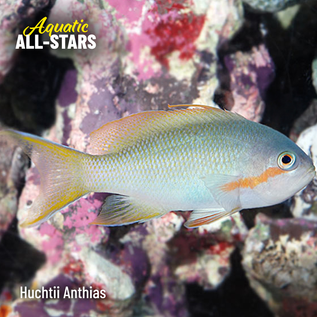LiveAquaria's tweet photo. Shop customer favorites with a proven track record. LiveAquaria® customers can’t get enough of these saltwater and freshwater species. See them at the link.
https://t.co/plMAfFqwnP
#saltwater #freshwater #reef #reefsafefish #aquaticlife #fishsale #invert #invertsale #coral https://t.co/dt4jvm2vqs