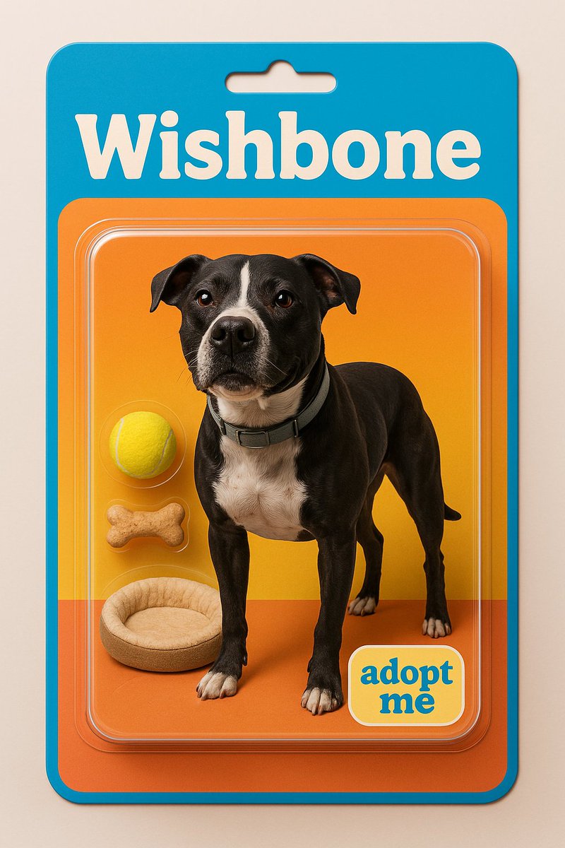 YourSPCA's tweet photo. We couldn't resist hopping on this trend with some of our adoptable animals! What do you think of the "toy" versions of Wishbone and Kitty? #BarbieBoxChallenge https://t.co/gqx15ejzIJ