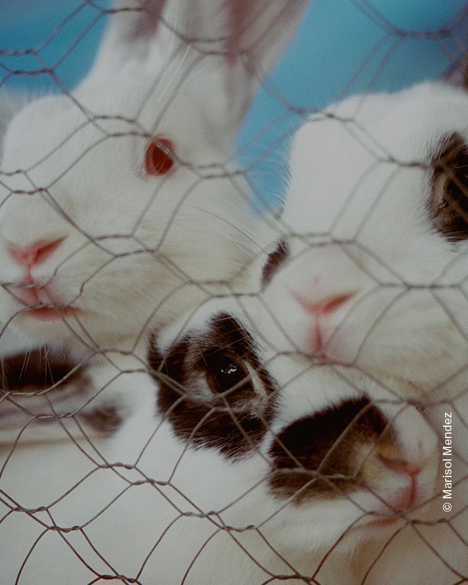 PhMuseum tweet media