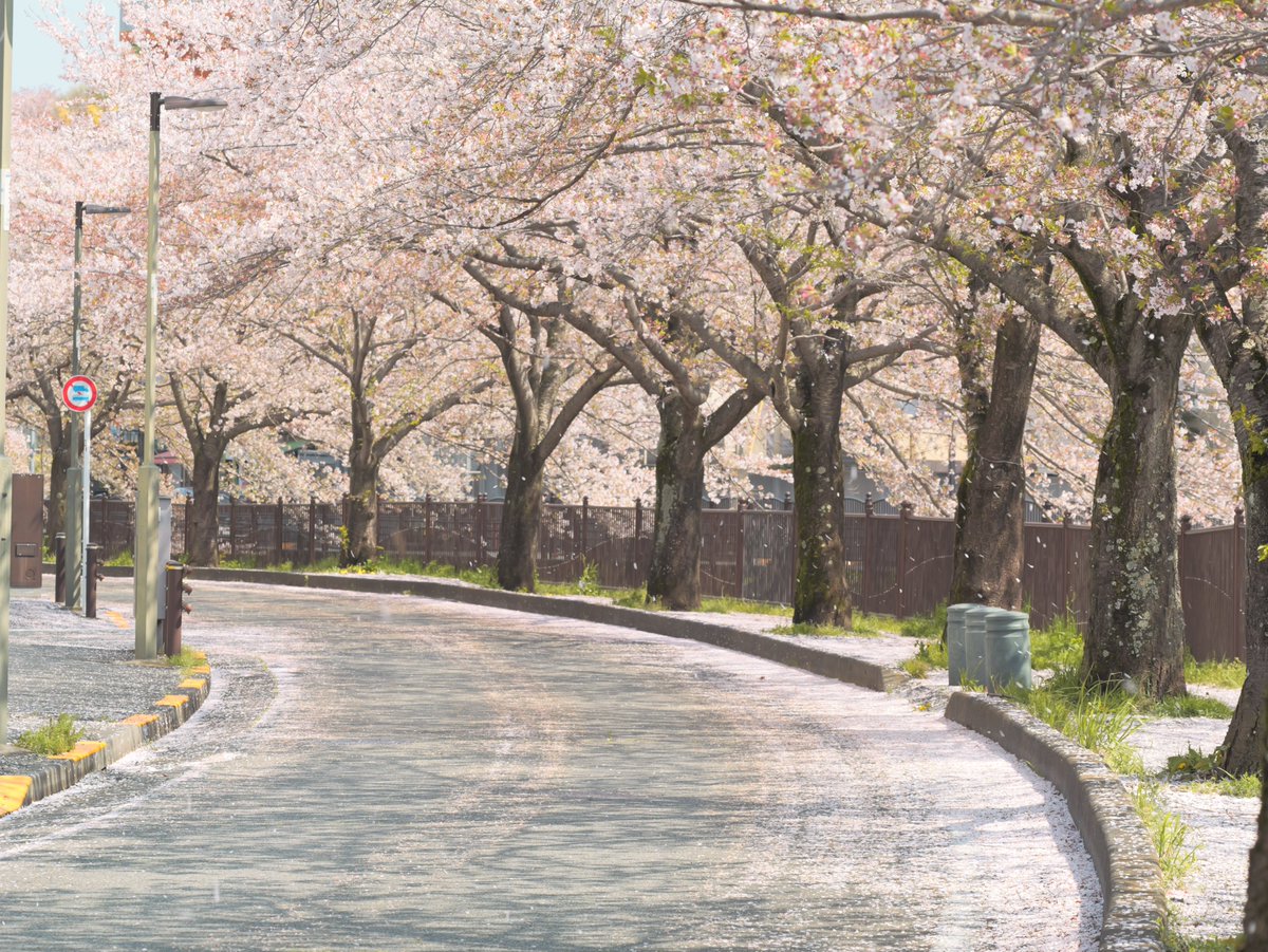 近所の桜並木
L.クラシックネオ
#写真好きな人と繋がりたい 
#LUMIX #LUMIXG9PROII