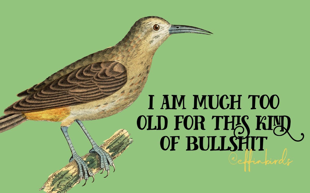 Effin' Birds tweet media