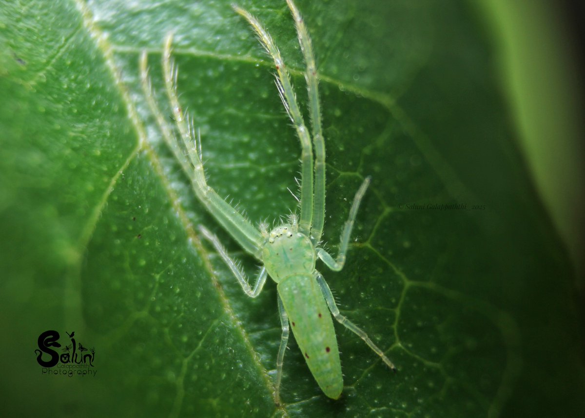 SaluniG's tweet photo. A tiny predator in green disguise!🍃 
Oxytate sp.

#Spiders #MacroWorld https://t.co/N0ZujOJCJM
