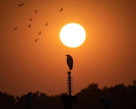 "İçimiz damar damar parçalansa da,
Dışımız lal gibi sessiz."
